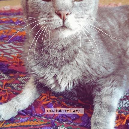 Photo 1/1 PETCHOU Chat lost in Nanclars