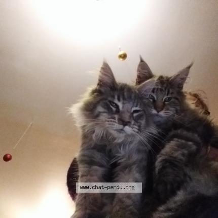 Photo 1/1 Tokyo Chat lost in L aigle