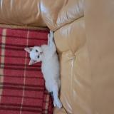 Picture of cat lost at Meschers Sur Gironde