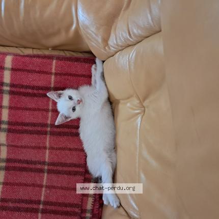 Photo 1/1 Api Chat lost in Meschers sur gironde