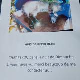 Picture of cat lost at Saumur