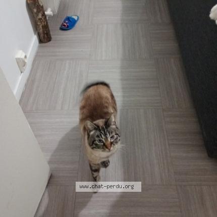 Photo 2/2 Princesse Chat lost in Saumur