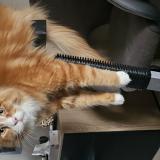 Picture of cat lost at Villefranche Sur Saone