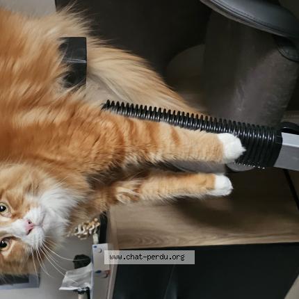 Photo 1/1 Rimack Chat lost in Villefranche sur saone