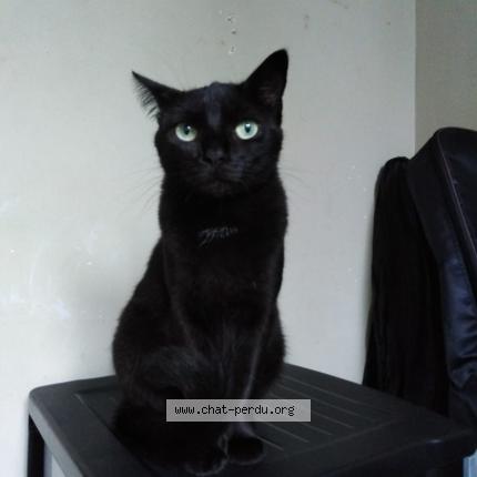 Photo 1/1 Osaka Chat lost in Fourmies