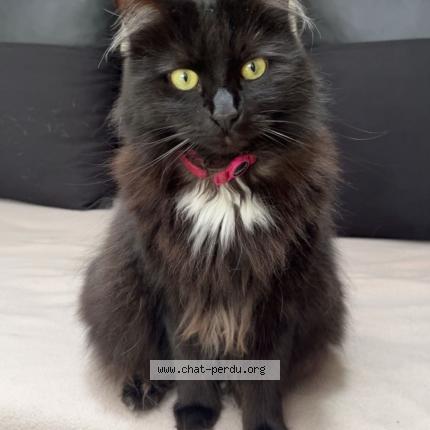 Foto 1/1 Kat teruggevonden Vermist in La Bouverie