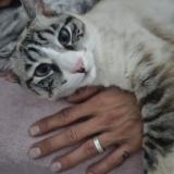 Picture of cat lost at Differdange