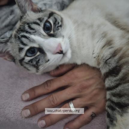 Photo 1/1 Tokyo Chat lost in Differdange