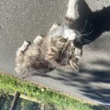 Picture of cat found at Moutier Au Perche