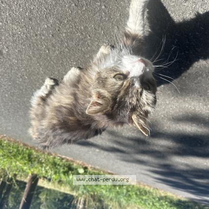 Photo 1/1 Found cat Found in Moutier au perche