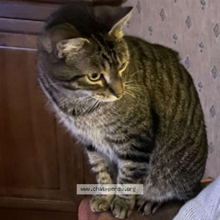 Photo 1/1 Jolia Chat lost in Chevrier