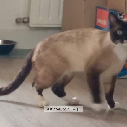 Photo 1/1 Wesh Chat lost in Brest