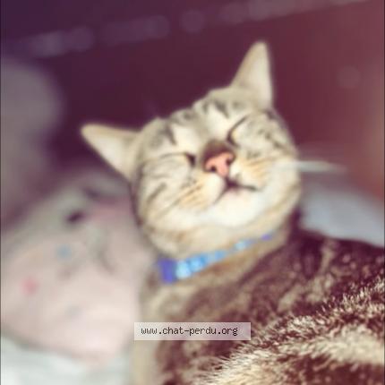 Photo 1/1 Simba Chat lost in Dadonville