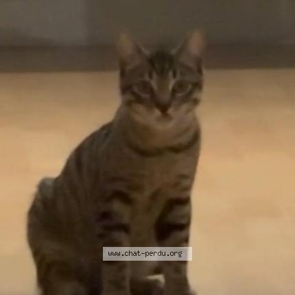 Photo 1/1 Drogo Chat lost in Noisy le sec