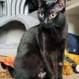 Picture of cat lost at Paris