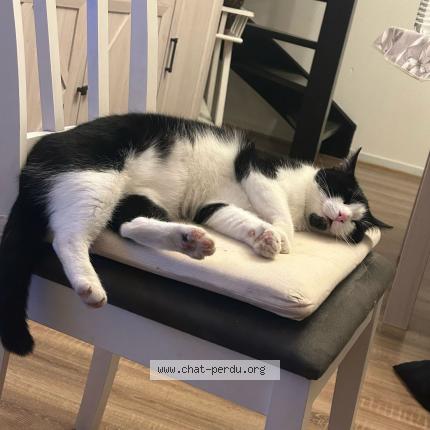 Photo 1/1 Seyu Chat lost in Lille