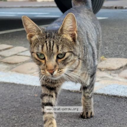 Photo 1/1 Cat reunited Found in Nantes