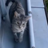 Picture of cat found at Paris