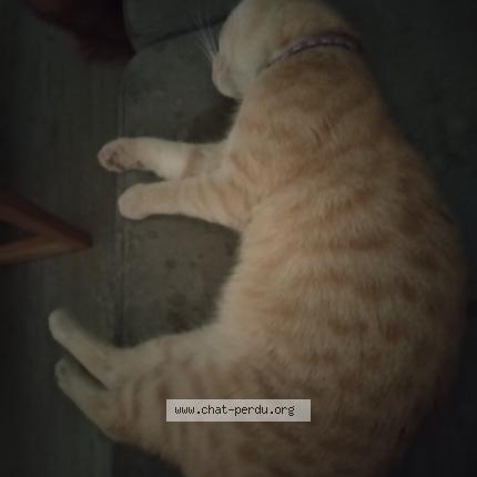 Photo 1/1 Toulouse Chat lost in Eysines