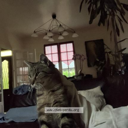 Photo 1/1 Cat reunited Lost in Aurillac