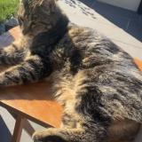 Picture of cat lost at Aurillac