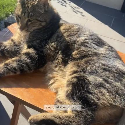 Photo 1/1 Bengale Chat lost in Aurillac