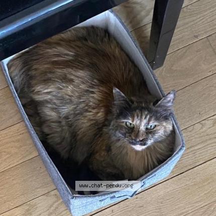 Photo 1/1 Minette Chat lost in Paris