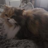 Picture of cat lost at Maisons Laffitte