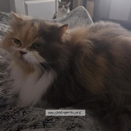 Photo 1/1 LEXI Chat lost in Maisons laffitte