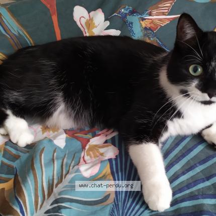 Photo 1/1 Pietra Chat lost in Lamorlaye