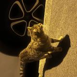 Picture of cat found at Montfermeil