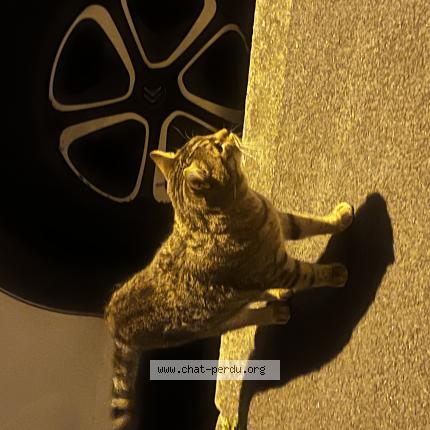 Photo 1/1 Found cat Found in Montfermeil