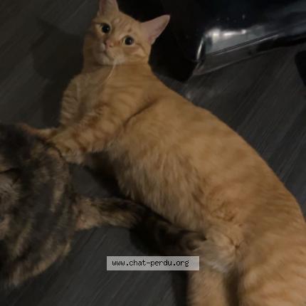 Photo 1/1 Potiron Chat lost in Angers