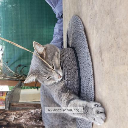 Photo 1/1 Grisouille Chat lost in Molleges