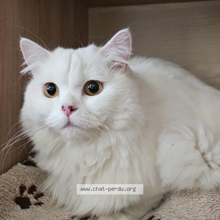 Photo 1/1 FLOKY Chat lost in Wahagnies