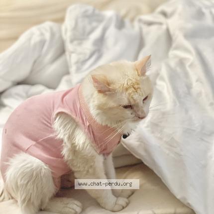 Photo 1/1 URSO Chat lost in Villejuif