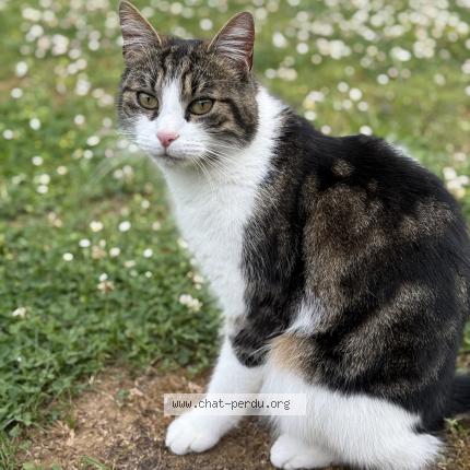 Photo 1/1 Lucky Chat lost in Balan