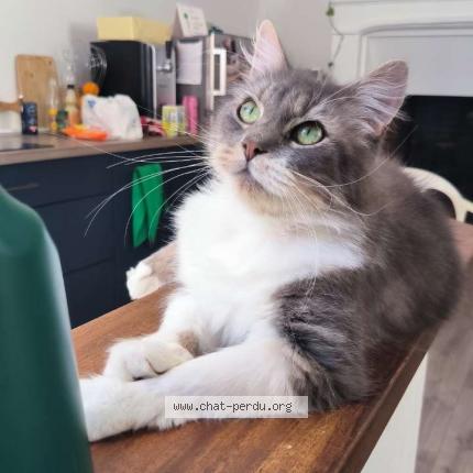 Photo 1/1 Edgar Chat lost in La possonniere