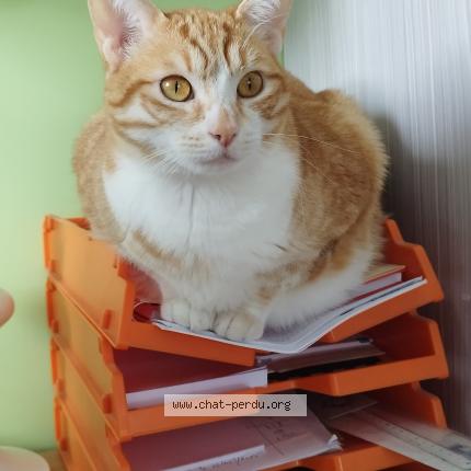 Photo 1/1 Lilas Chat lost in Sonzay