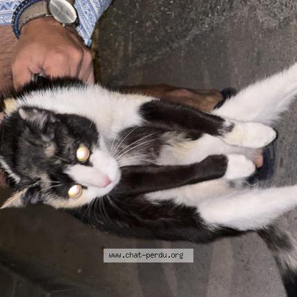 Photo 1/1 Found cat Found in Marseille