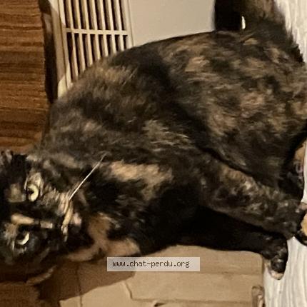 Photo 1/1 Cybil Chat lost in Saint pierre des corps