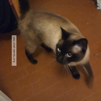 Photo 1/1 CARAMEL Chat lost in Neuchatel