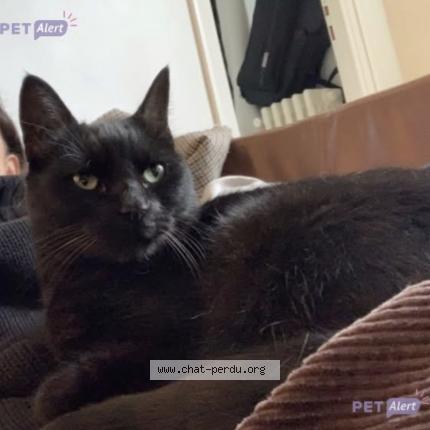 Photo 1/1 Ola Chat lost in Migennes