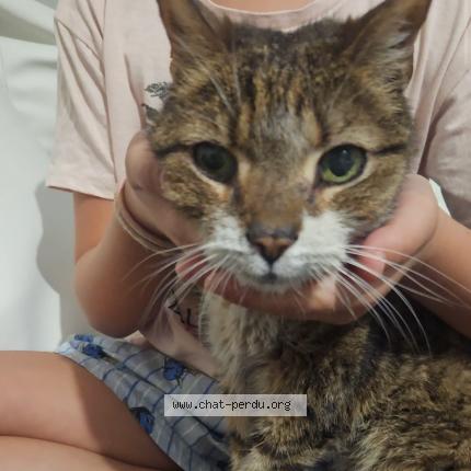 Photo 1/1 Loustick Chat lost in Beziers