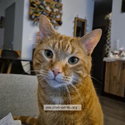 Photo 1/1 Pile poil Chat lost in La chapelle saint luc