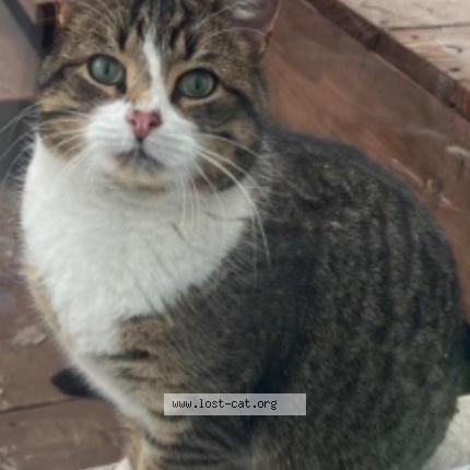 Photo 1/1 Lala Chat lost in St bruno de montarville