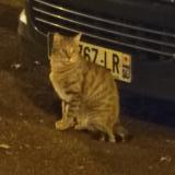 Picture of cat found at Orleans