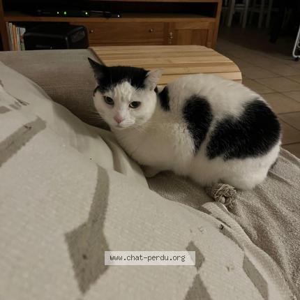 Photo 1/1 Meumeu Chat lost in Nivelles