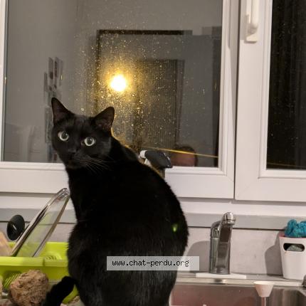 Photo 1/1 Kito Chat lost in Rennes