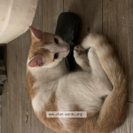 Photo 1/1 Piccolino Chat lost in Nice